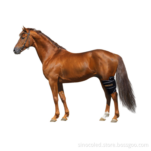 Red Light Therapy for Horses: Leg and Head Infrared Treatment for Pets Care